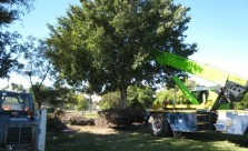 Landscaping Solutions Tree Lopping Kwikfynd